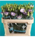 ΛΥΣΙΑΝΘΟΣ ΔΙΧΡΩΜΟΣ ΜΠΛΕ  LYSIANTHUS VLAM BLAUW E VULKAN